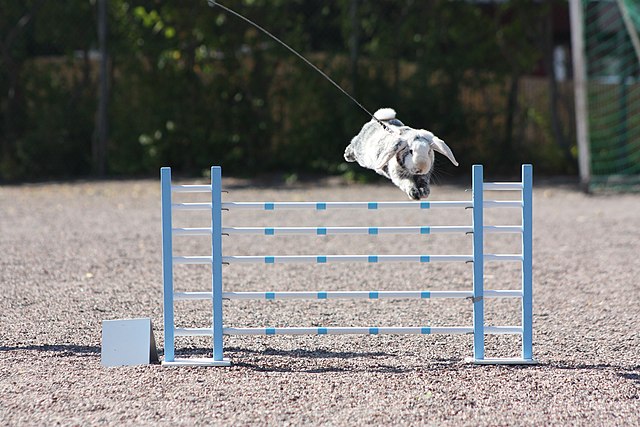 Kaninchen springt über ein Hindernis Kaninchen springt über ein Hindernis